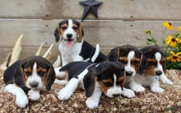 Beagle dogs for sale: Lilly - Image 3