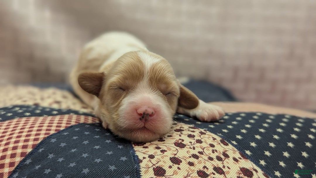 Cockapoo dogs for sale: Betsy - Image 13