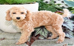 Toy Poodle dogs for sale: Tulip - Image 14