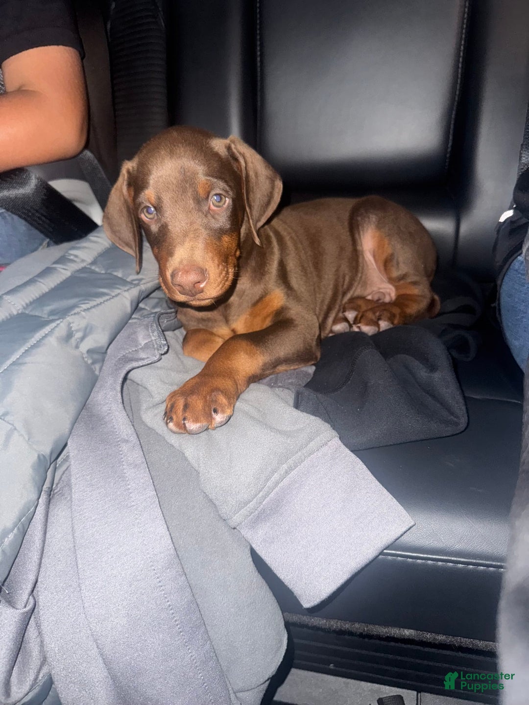 Doberman Pinscher dogs for sale: Beans - Image 1