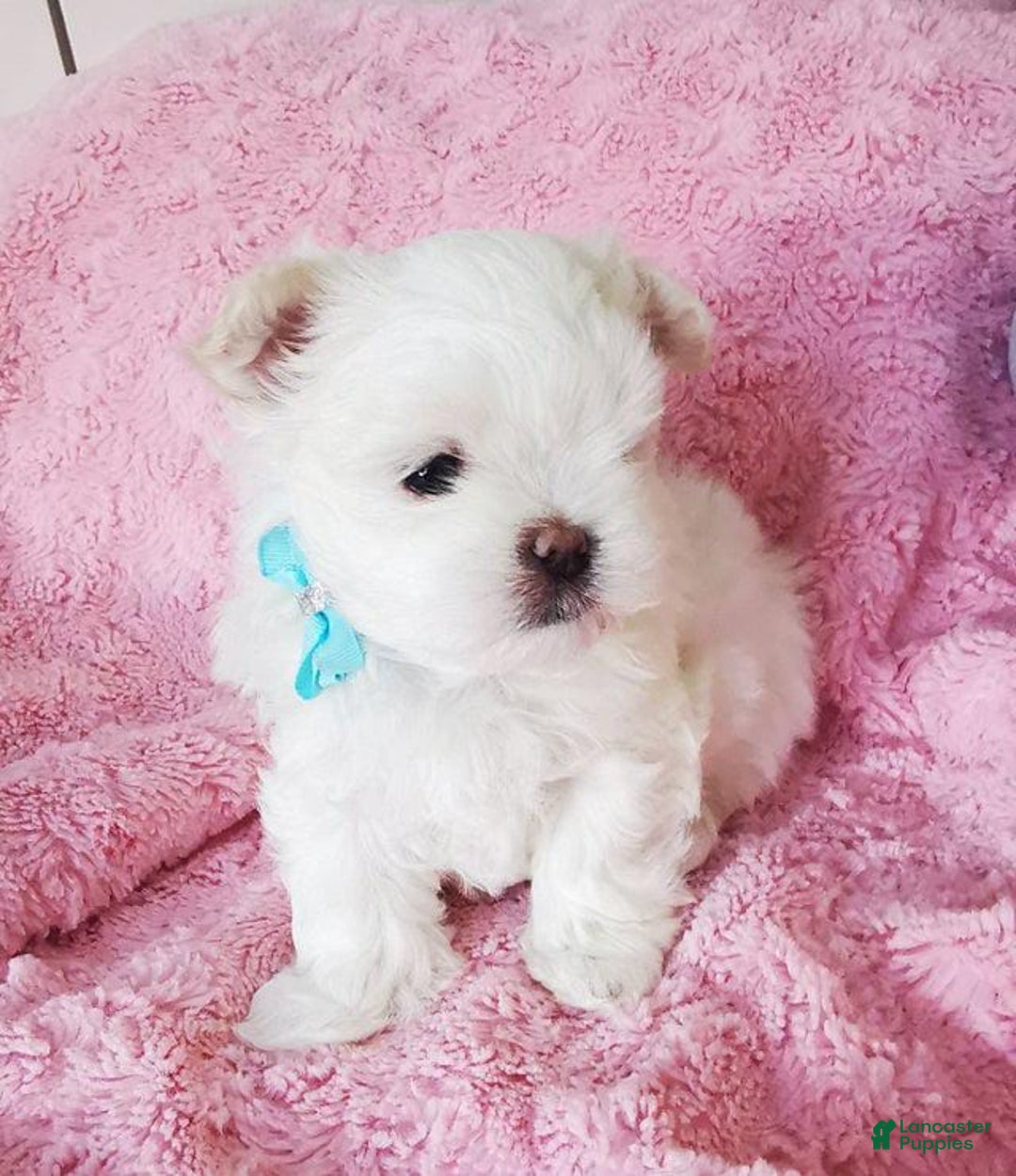 Maltese dogs for sale: Reece - Image 7