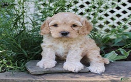 Cockapoo dogs for sale: Peter - Image 1