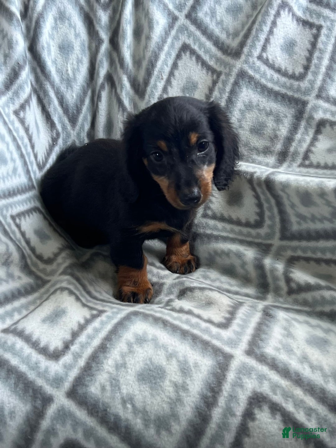 Dachshund dogs for sale: Midnight - Image 1