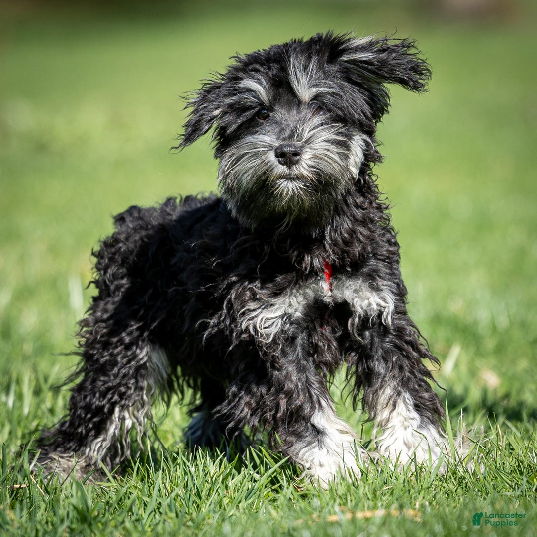 Miniature Schnauzer dogs for sale: Bobby - Image 2