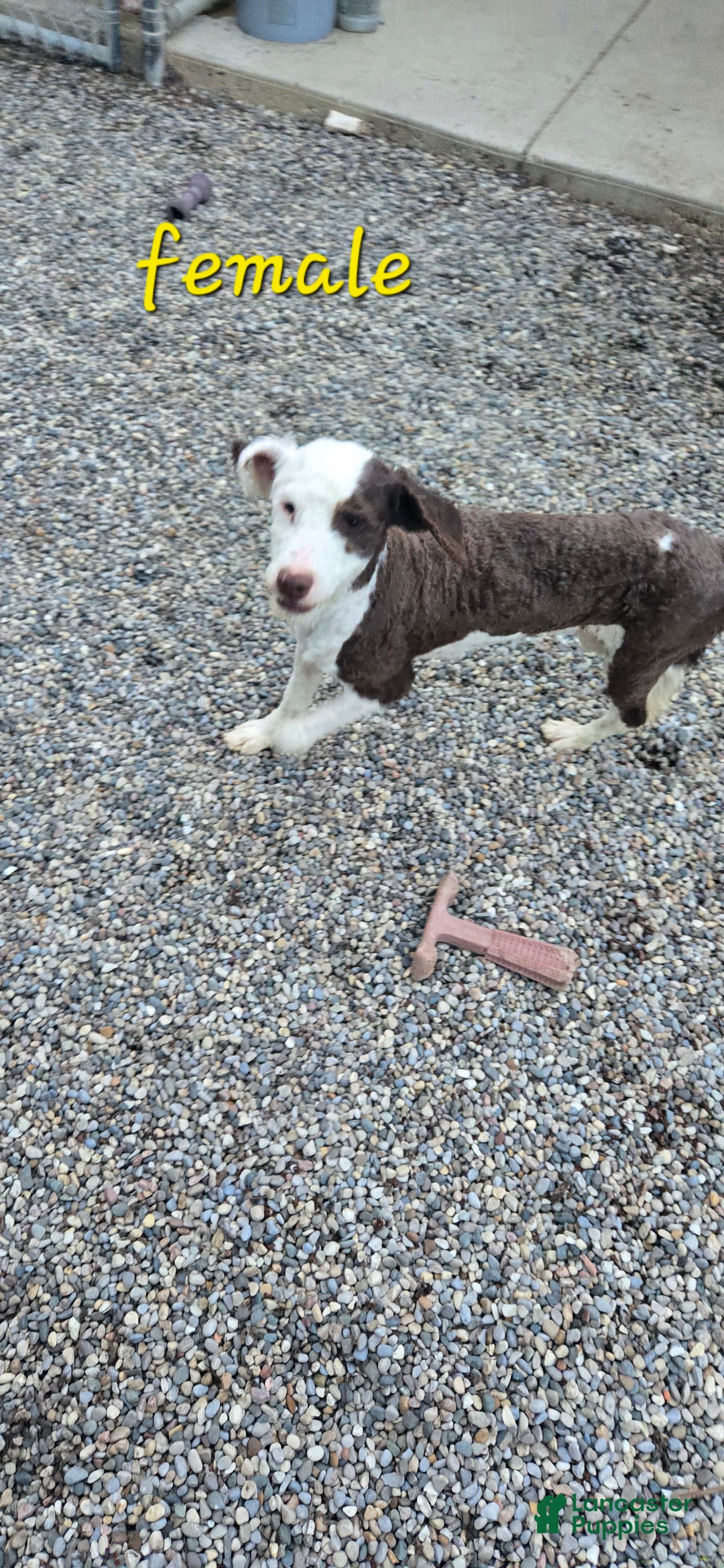 Portuguese Water Dog dogs for sale: Misty - Image 1