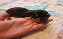 Miniature Dachshund dogs for sale: Peach - Image 6