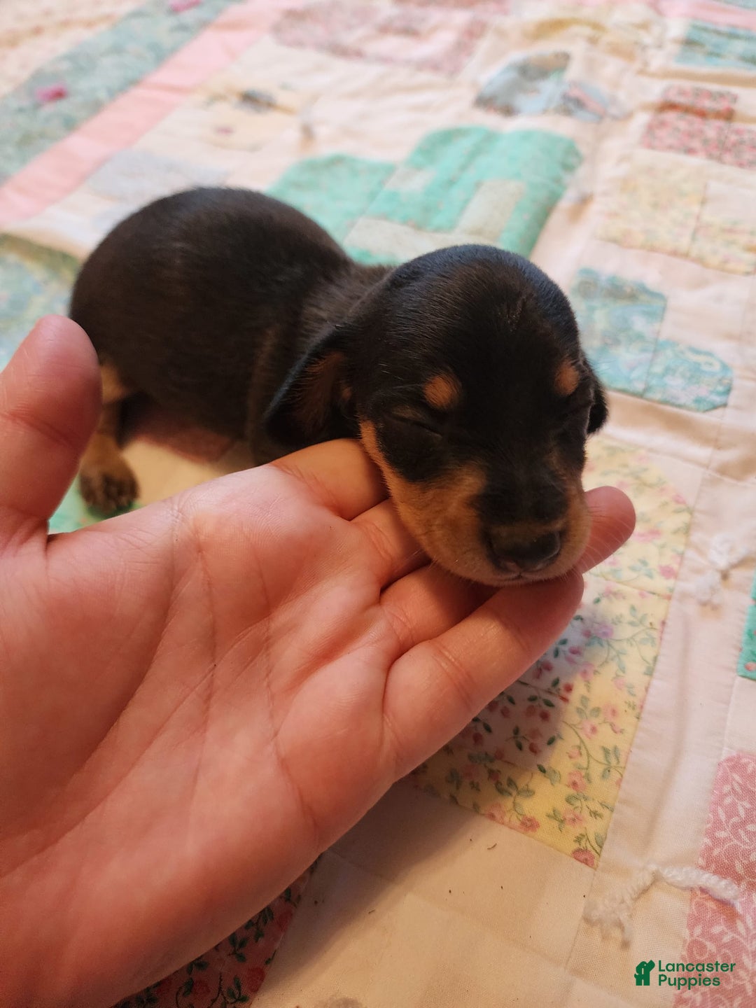 Miniature Dachshund dogs for sale: Peach - Image 6