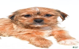 Shorkie dogs for sale: Wendy - Image 6