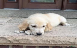 Golden Retriever dogs for sale: Henry - Image 6