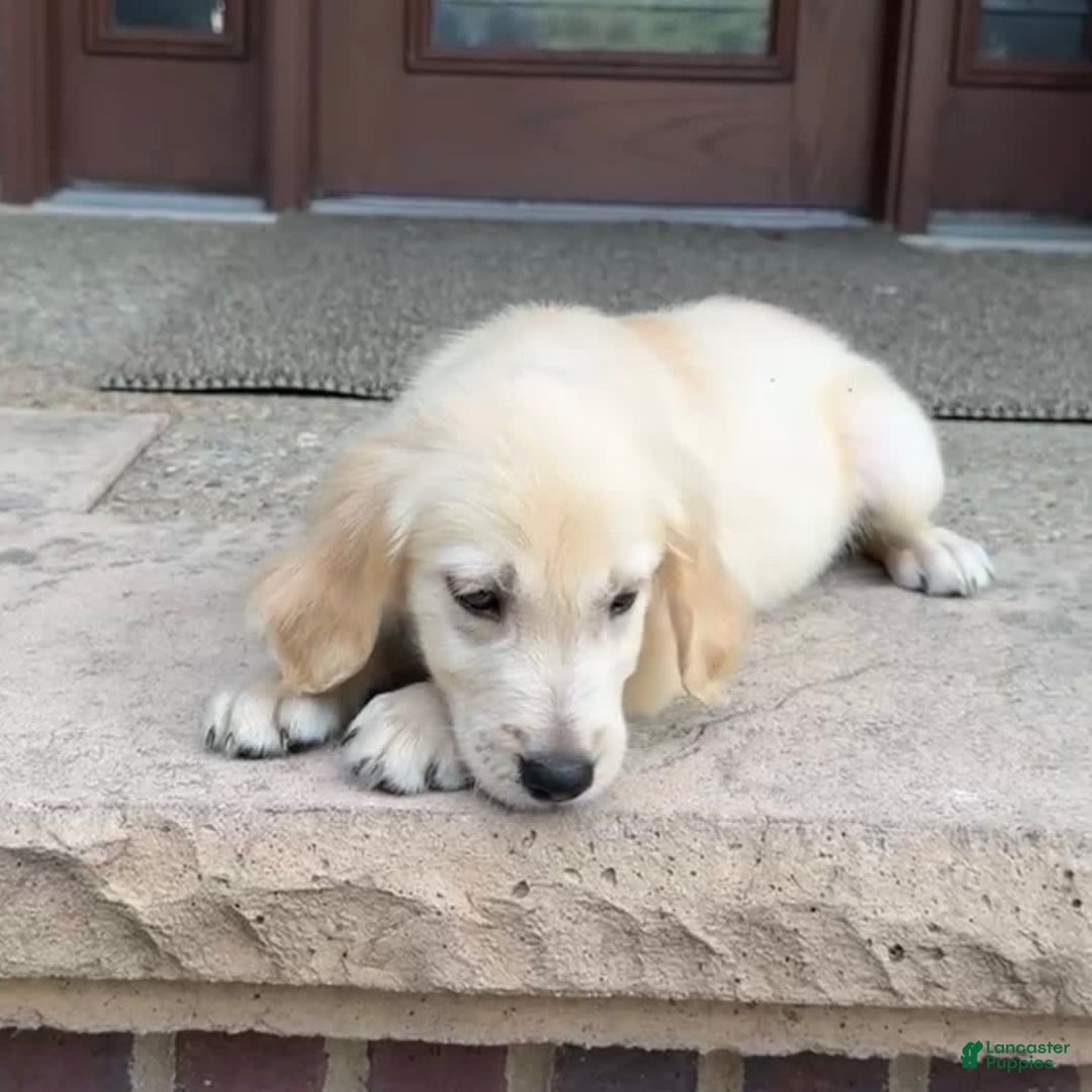 Golden Retriever dogs for sale: Henry - Image 6
