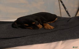 Doberman Pinscher dogs for sale: Toyo Juniors - Image 7