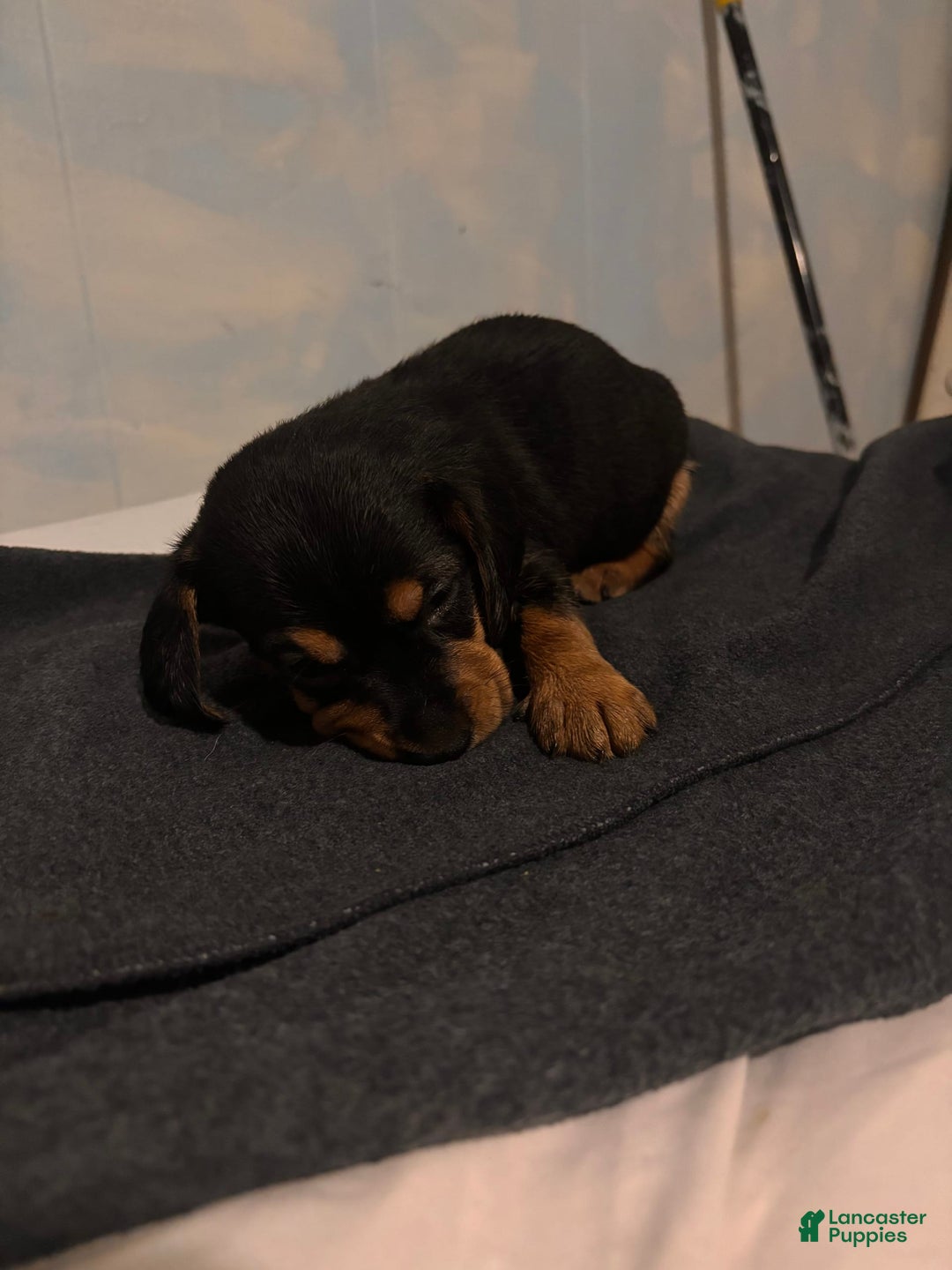 Doberman Pinscher dogs for sale: Toyo Juniors - Image 7