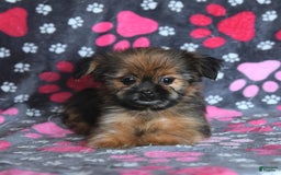 Shorkie dogs for sale: Huck - Image 9