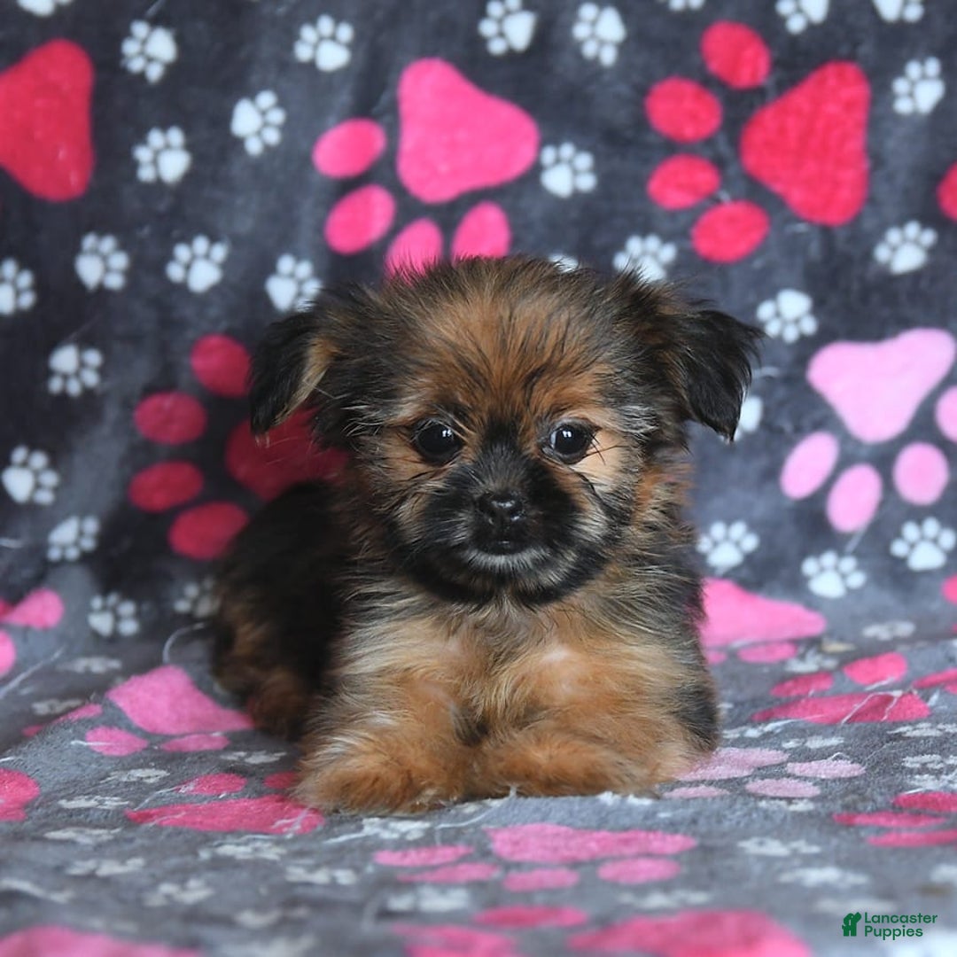 Shorkie dogs for sale: Huck - Image 9