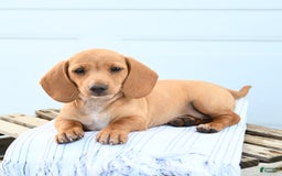 Dachshund dogs for sale: Bella - Image 1