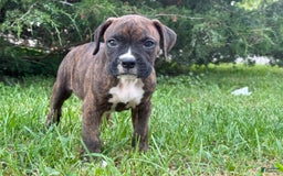Boxer dogs for sale: Glitchen - Image 1