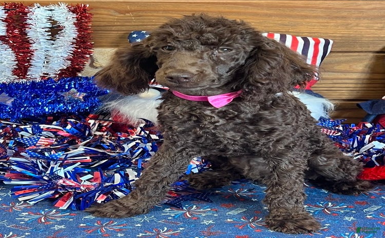 Toy Poodle dogs for sale - Ad 5