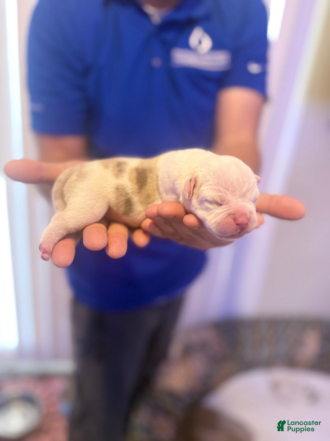 Olde English Bulldogge dogs for sale: Olde English Bulldogge 2 puppies - Image 6