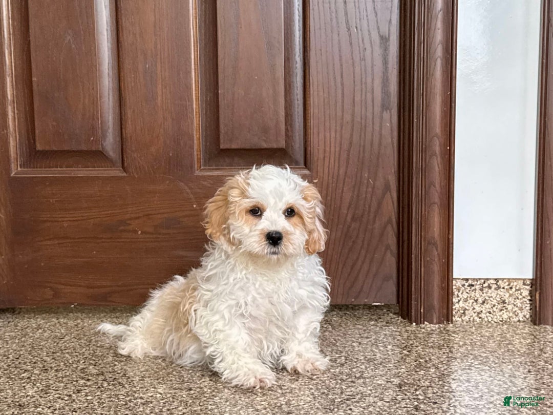 Havanese dogs for sale: George - Image 11