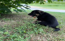 German Shepherd dogs for sale: Red - Image 11