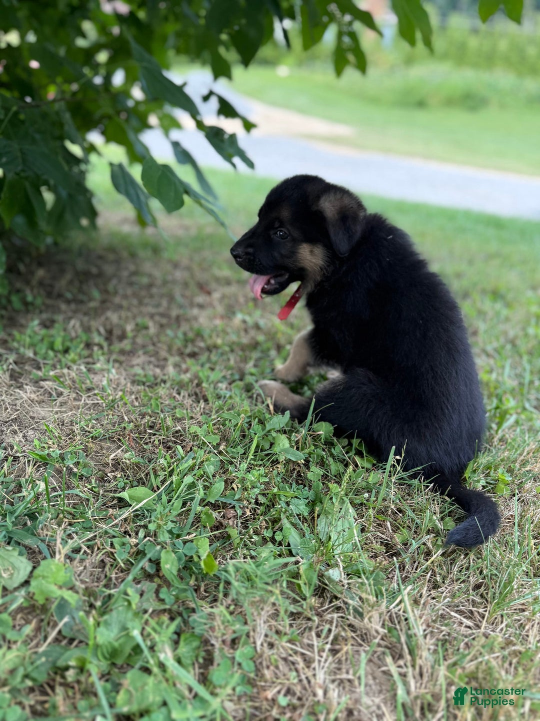 German Shepherd dogs for sale: Red - Image 11