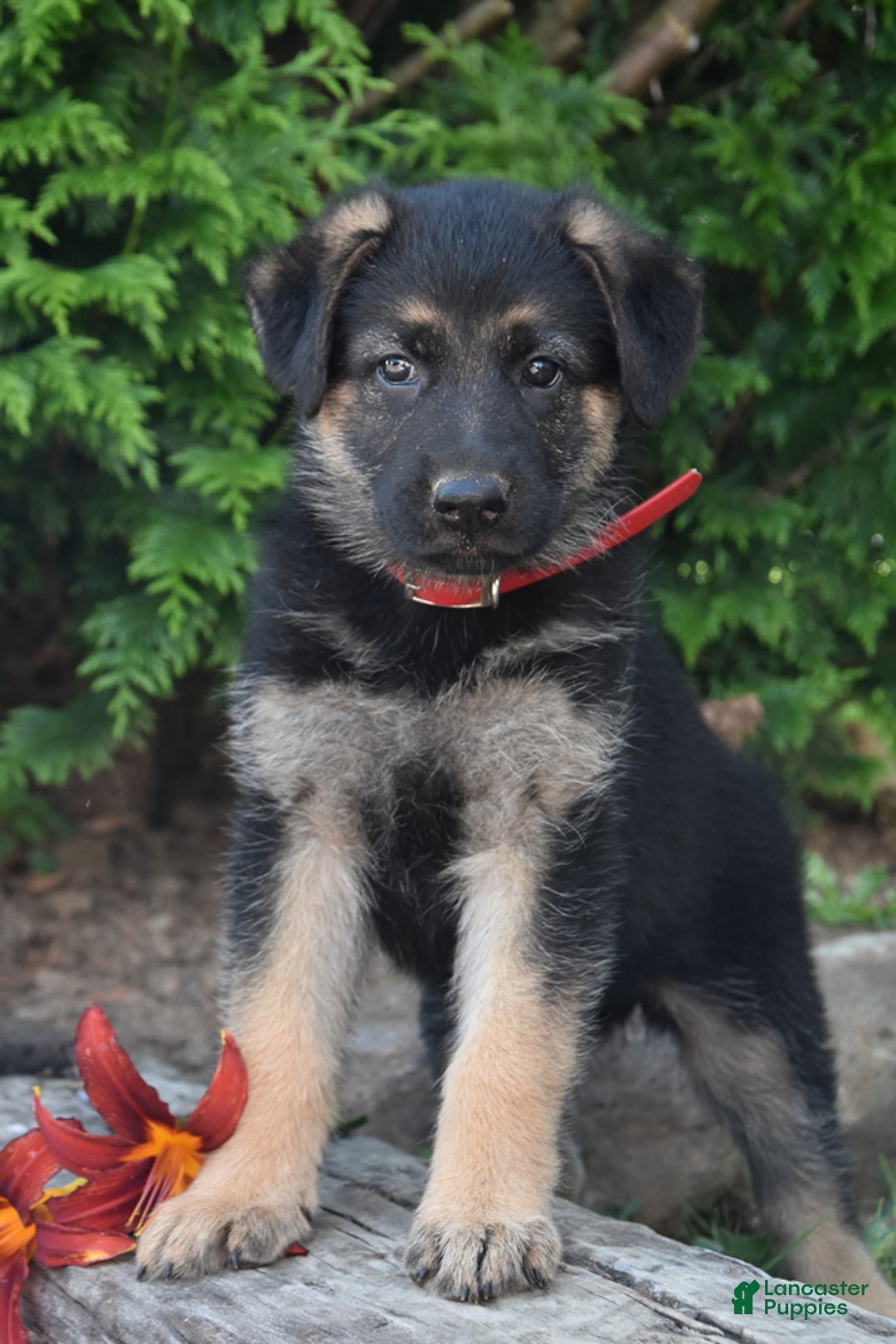 German Shepherd dogs for sale: Marlo - Listing for pets: Mark, Marlo, Merle, Michelle, Mike, Misty - Image 3