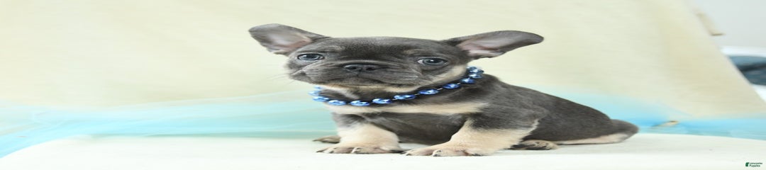Theodore Akc