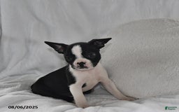 Boston Terrier dogs for sale: Remi - Image 3