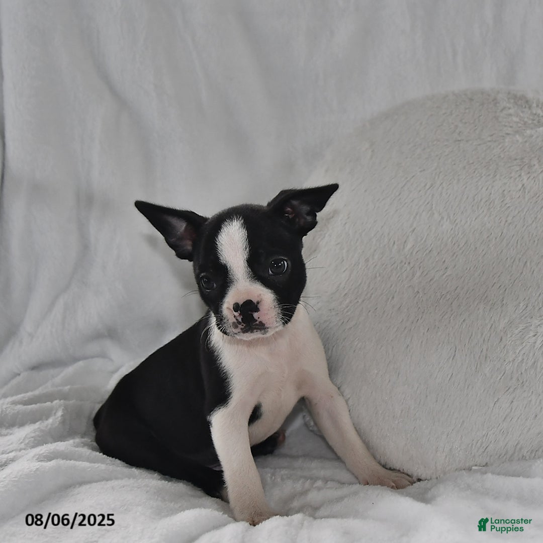 Boston Terrier dogs for sale: Remi - Image 3