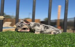 French Bulldog dogs for sale: Riri - Image 3