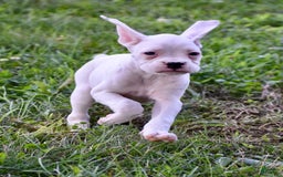 Boxer dogs for sale: Skye - Image 2