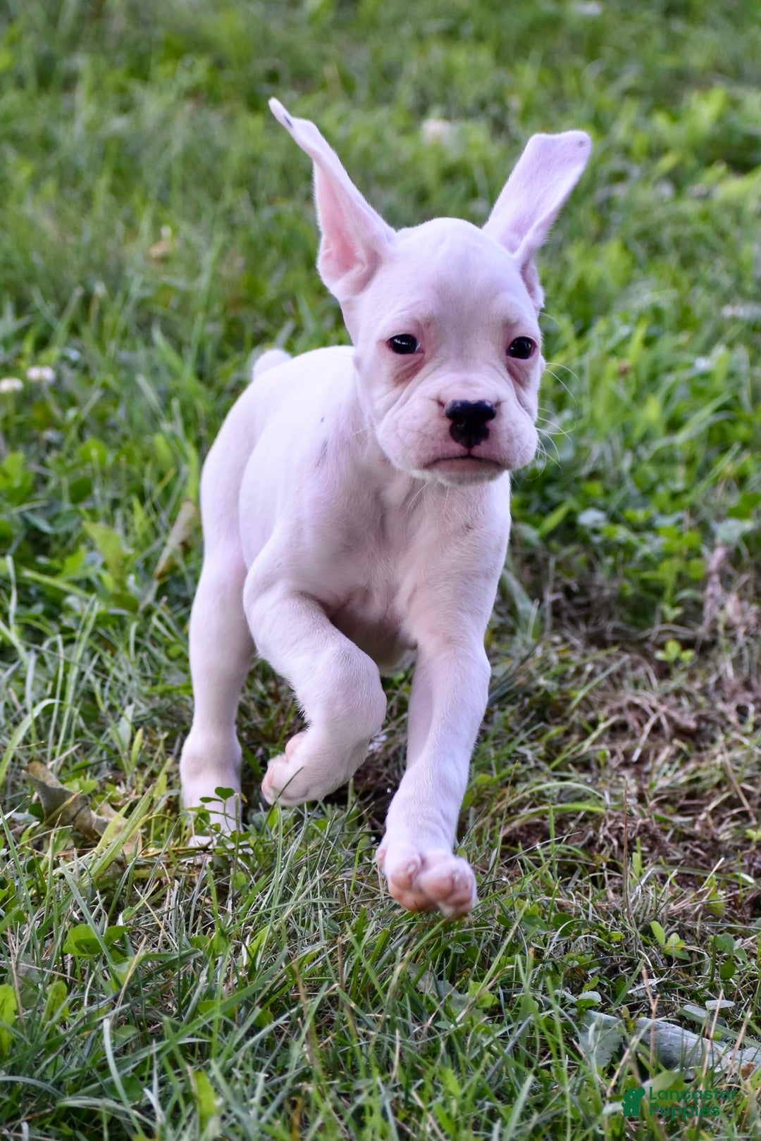 Boxer dogs for sale: Skye - Image 2