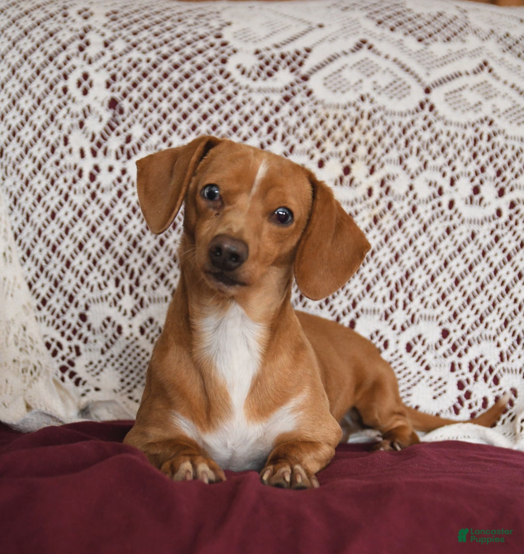 Miniature Dachshund dogs for sale: Tommy - Image 22