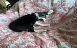 Boston Terrier dogs for sale: Marie - Image 5