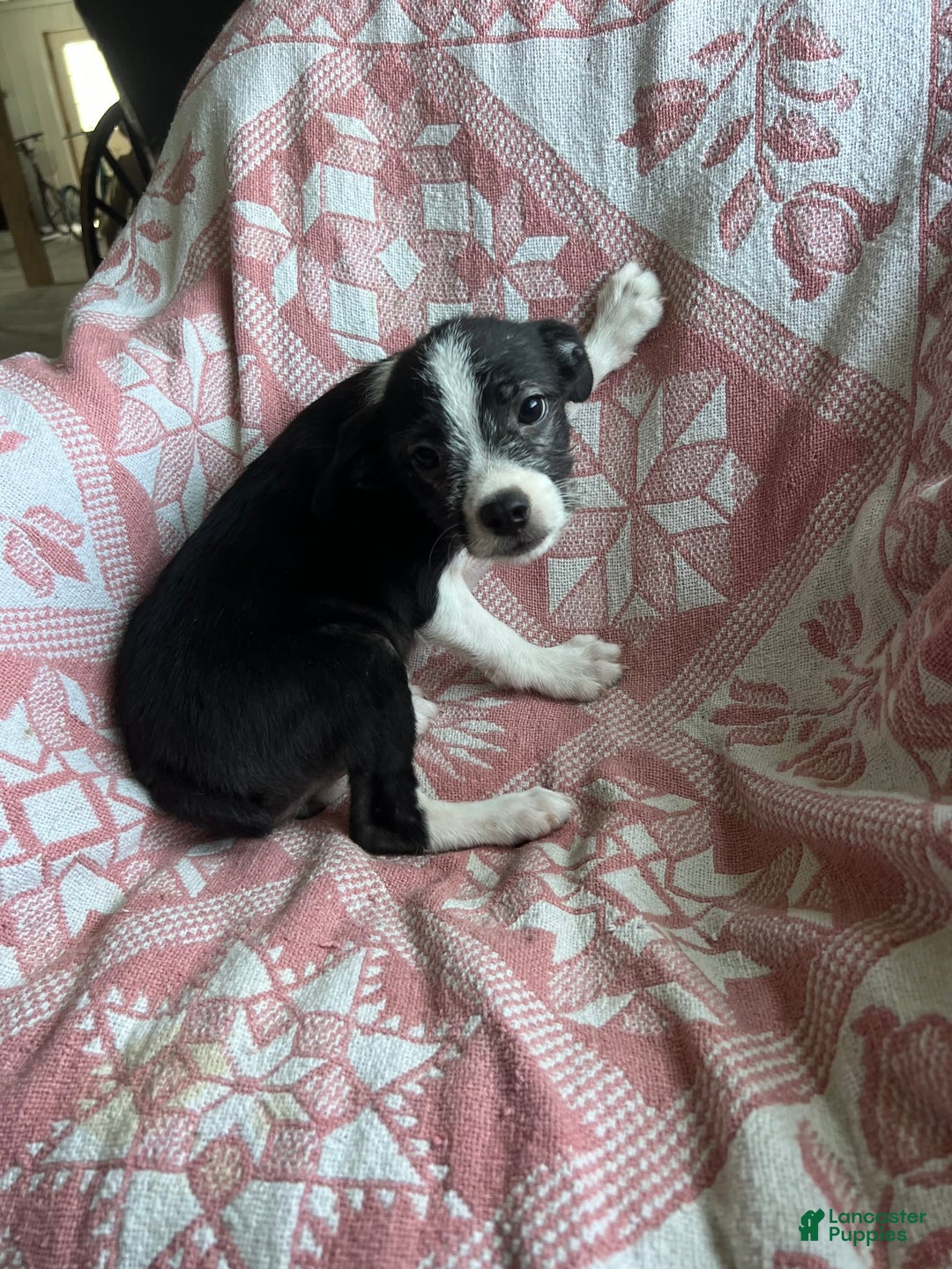 Boston Terrier dogs for sale: Marie - Image 5