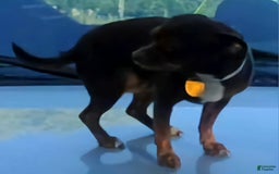 Chihuahua dogs for sale: X - Image 32