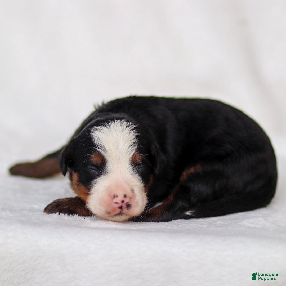 Mini Bernedoodle dogs for sale: Marley - Image 8