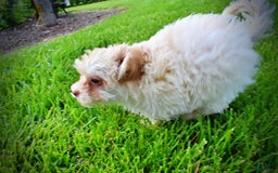Havapoo dogs for sale: Vanilla - Image 26