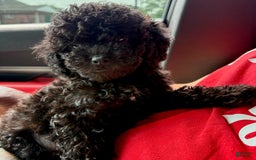 Toy Poodle dogs for sale: Tiny - Image 5