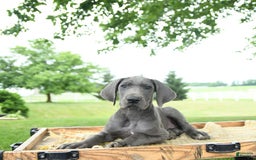Great Dane dogs for sale: Dove - Image 7