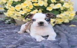 Boston Terrier dogs for sale: Hunter - Image 1