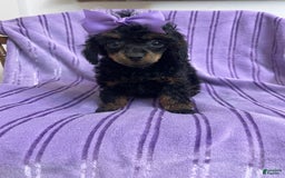 Toy Poodle dogs for sale: Kady - Image 1