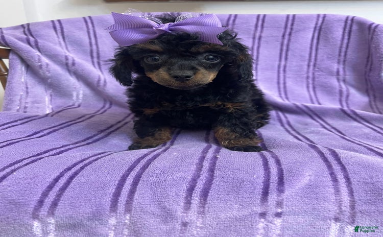 Toy Poodle dogs for sale - Ad 1