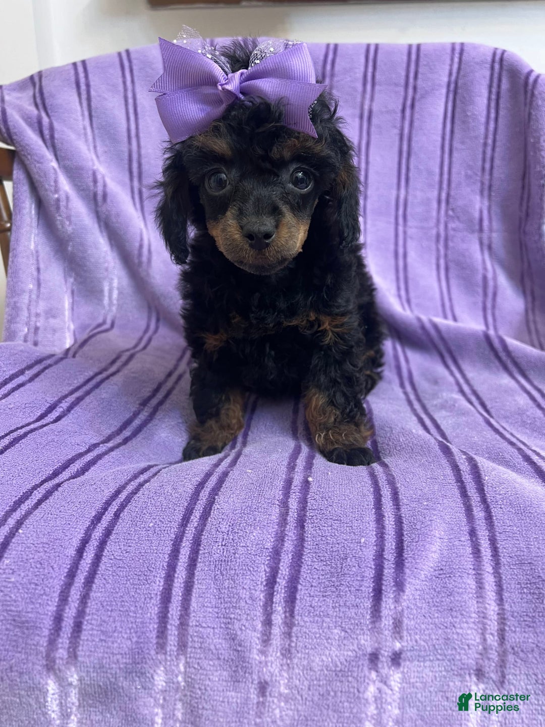 Toy Poodle dogs for sale: Kady - Image 1