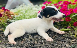 Jack Russell Terrier dogs for sale: Lacey - Image 9