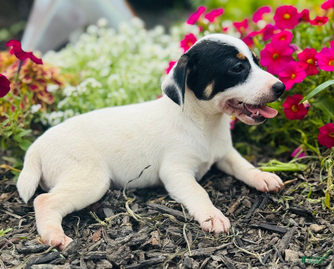 Jack Russell Terrier dogs for sale: Lacey - Image 9