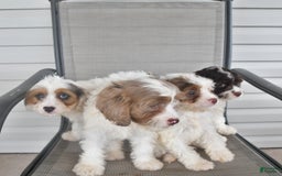 Cavapoo dogs for sale: Maggie - Image 6