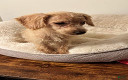 Schnoodle dogs for sale: Cream - Image 1