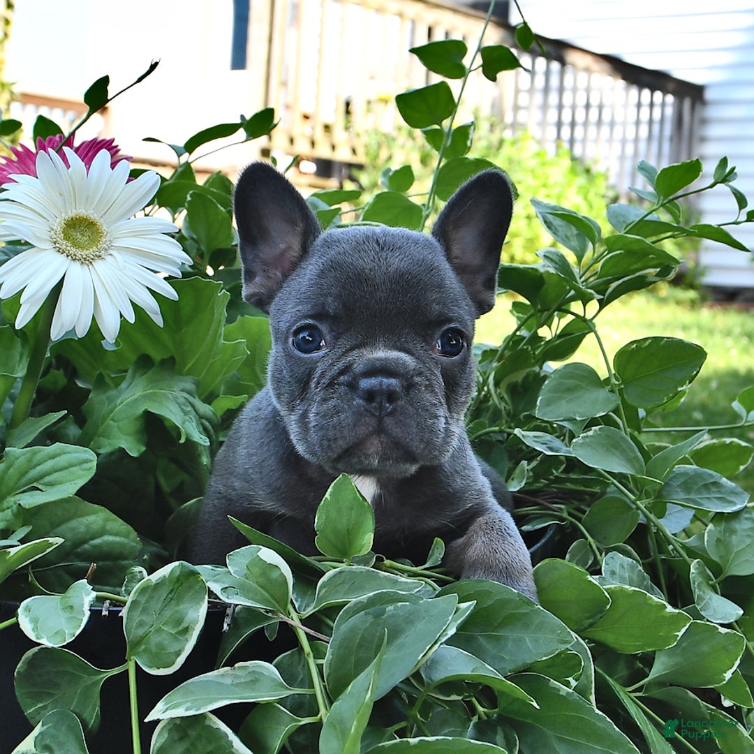 French Bulldog dogs for sale: Hudson - Image 5