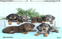 Miniature Dachshund dogs for sale: Nina - Image 5